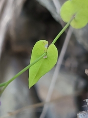 Streptanthus maculatus
