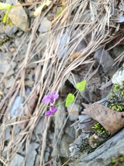 Streptanthus maculatus