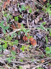 Dumontinia tuberosa