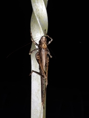 Eppia truncatipennis image