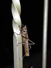 Eppia truncatipennis