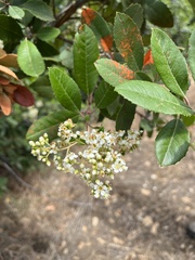 Heteromeles arbutifolia