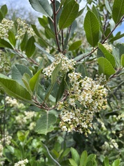 Heteromeles arbutifolia