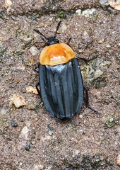 Necrophila brunnicollis