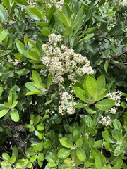 Heteromeles arbutifolia