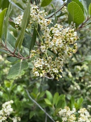 Heteromeles arbutifolia