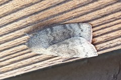 Austrocarea iocephala