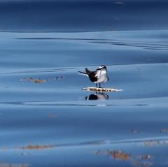 Onychoprion fuscatus