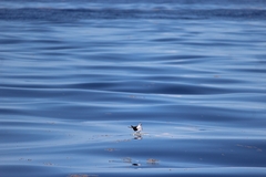 Onychoprion fuscatus