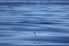 Onychoprion fuscatus