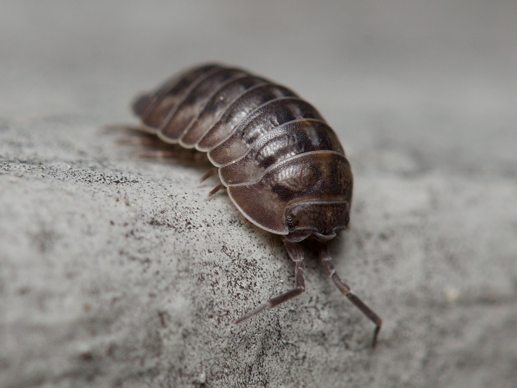 Nosy Pill Woodlouse (Isopods of Germany (Asseln Deutschlands ...