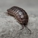 Nosy Pill Woodlouse - Photo (c) Craig Biegler, some rights reserved (CC BY-NC), uploaded by Craig Biegler