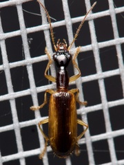 Leptotrachelus dorsalis
