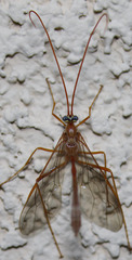 Enicospilus glabratus