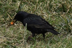 Sturnus vulgaris