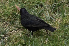 Sturnus vulgaris