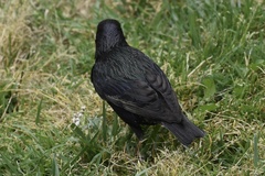 Sturnus vulgaris
