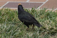 Sturnus vulgaris