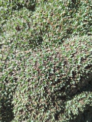 Petrophytum caespitosum caespitosum