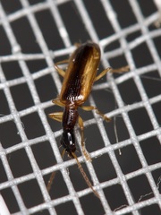 Leptotrachelus dorsalis