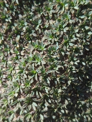 Petrophytum caespitosum caespitosum