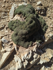 Petrophytum caespitosum caespitosum