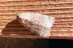 Austrocarea iocephala