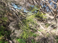 Melaleuca huegelii
