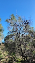 Melaleuca huegelii