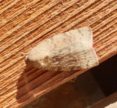 Austrocarea iocephala