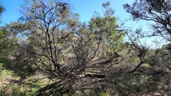 Melaleuca huegelii