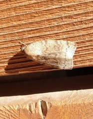 Austrocarea iocephala