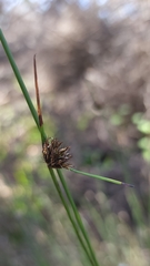 Mesomelaena pseudostygia