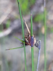 Mesomelaena pseudostygia