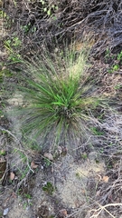 Mesomelaena pseudostygia