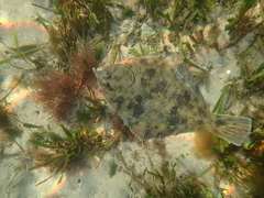 Rhombosolea tapirina