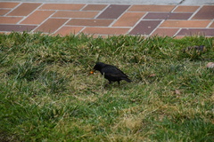 Sturnus vulgaris