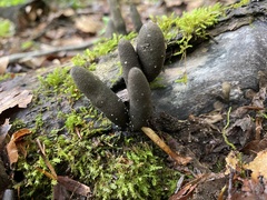 Xylaria ellisii