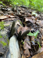 Xylaria ellisii