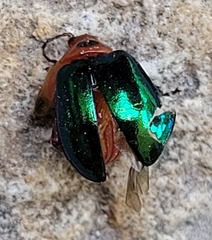 Kuschelina gibbitarsa