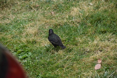 Sturnus vulgaris