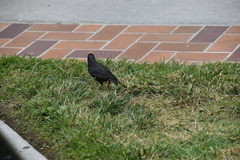 Sturnus vulgaris