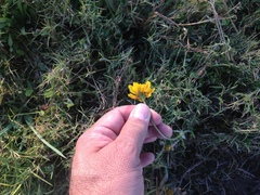 Coreopsis paludosa