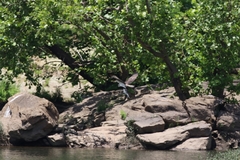 Dorosoma cepedianum