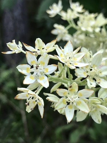 Virginia bunchflower (Melanthium virginicum)