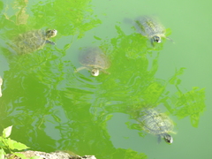 Trachemys decussata