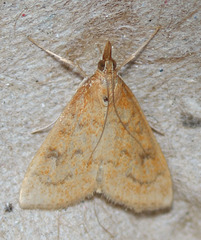 Udea profundalis