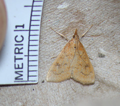Udea profundalis