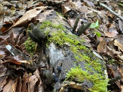 Xylaria ellisii