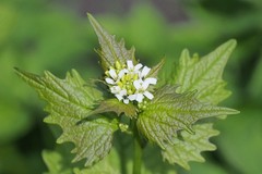 Alliaria petiolata